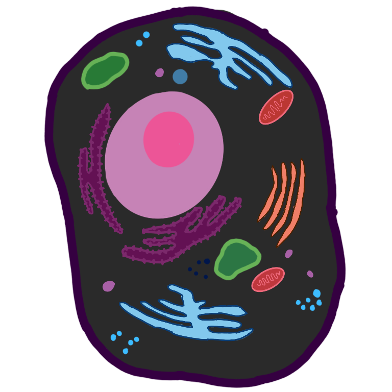  A drawing of an animal cell. All of its organelles are drawn in different colors and are spread around the cell.